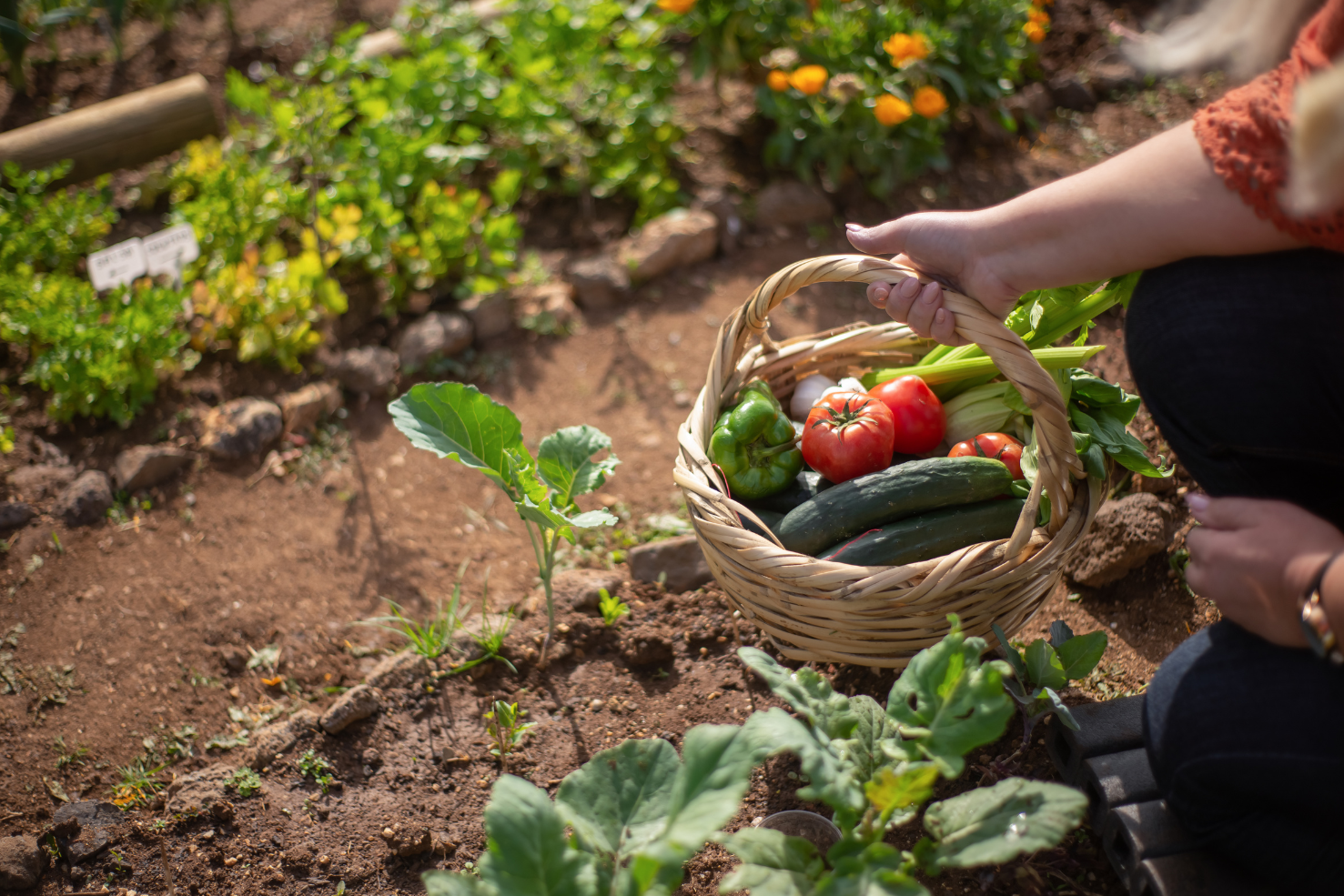 A woman holds a basket of vegetables in a garden with sprouting vegetables.